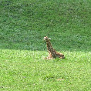 Baby Giraffe