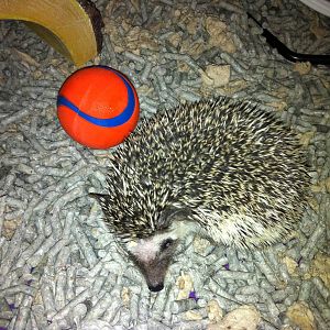 Henry my african pygmy hedgehog