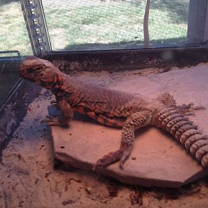 Lanaster my saharan uromastyx