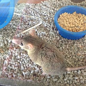 Winslow my gray short tailed opossum