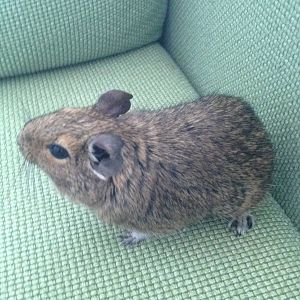 Cuzco my Degu
