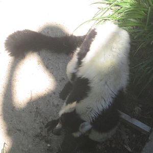 Sep. 2012-Black-and-white Ruffed Lemur