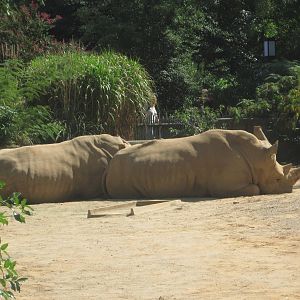 Sep. 2012-Southern White Rhinoceroses