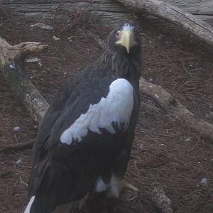 Sep. 2012-Steller's Sea Eagle