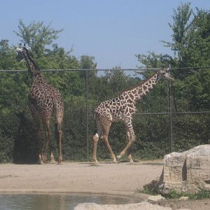 Sep. 2012-Masai Giraffes