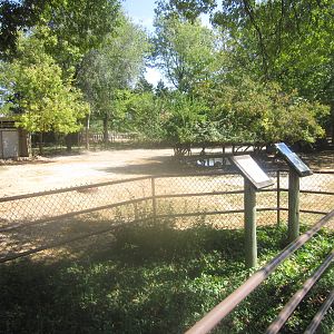 Sep. 2012-Male Eastern Bongo exhibit