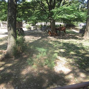 Sep. 2012-East African Crowned Crane/Eastern Bongo exhibit
