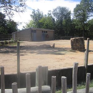 Sep. 2012-Dromedary Camel exhibit