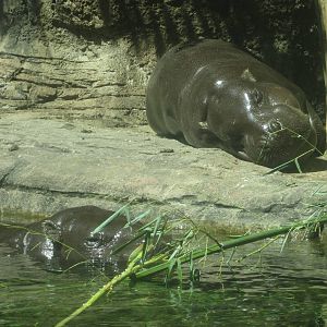 Sep. 2012-Pygmy Hippopotamuses