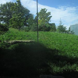 Sep. 2012-Western Lowland Gorilla exhibit