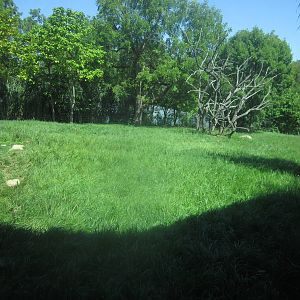 Sep. 2012-Western Lowland Gorilla exhibit
