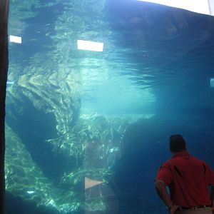 Sep. 2012-Rotating Bear exhibit-Underwater Viewing