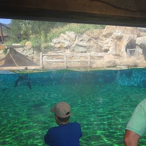 Sep. 2012-California Sea Lion/Harbor Seal underwater viewing