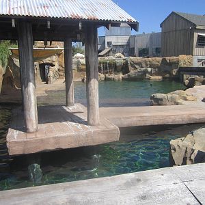 Sep. 2012-California Sea Lion/Harbor Seal exhibit