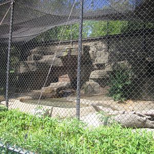 Sep. 2012-Snow Leopard exhibit