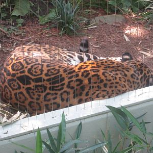 Sep. 2012-Jaguar