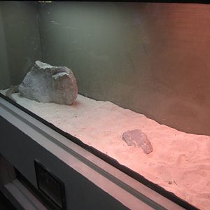 Sep. 2012-Inland Bearded Dragon exhibit