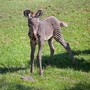 baby grevy zebra