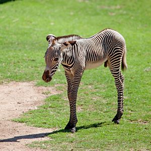 baby grevy zebra
