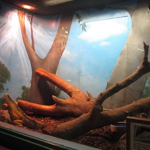 Sep. 2012-Green Iguana exhibit