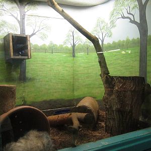 Sep. 2012-Virginia Opossum exhibit