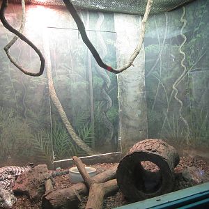 Sep. 2012-Argentine Black and White Tegu exhibit