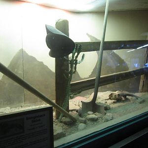 Sep. 2012-Shingleback Skink exhibit