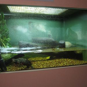 Sep. 2012-Spotted Turtle exhibit