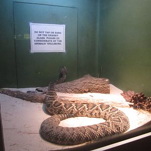 Sep. 2012-Eastern Diamondback Rattlesnake exhibit