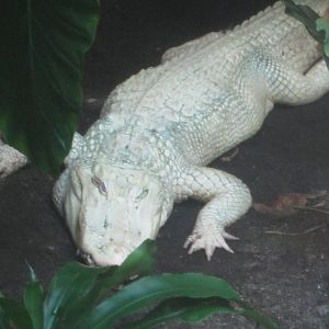 Sep. 2012-King Louie, the White American Alligator