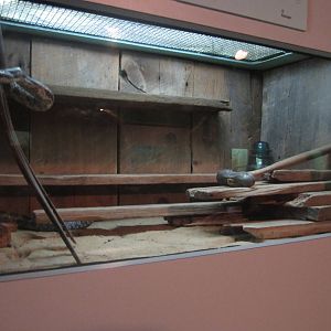 Sep. 2012-Red Chicken Snake/Black Rat Snake exhibit