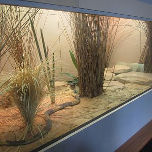 Sep. 2012-Egyptian Cobra exhibit