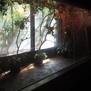 Sep. 2012-Rodrigues Fruit Bat exhibit