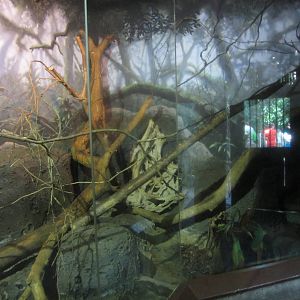 Sep. 2012-Prehensile-tailed Porcupine exhibit