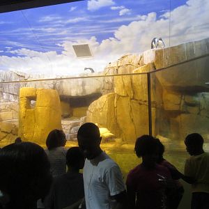 Sep. 2012-Penguin Coast