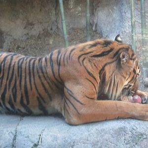 Sep. 2012-Sumatran Tiger