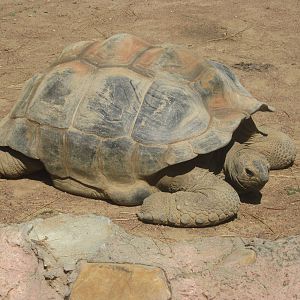 Sep. 2012-Aldabra Tortoise
