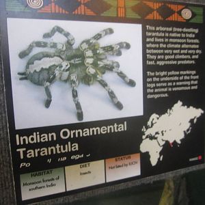 Sep. 2012-Tarantula sign