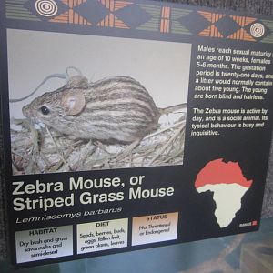 Sep. 2012-Mouse sign