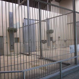 Sep. 2012-Masai Giraffe Indoor Stalls