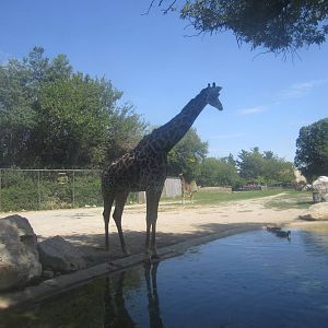 Sep. 2012-Masai Giraffe-View from the Giraffe House