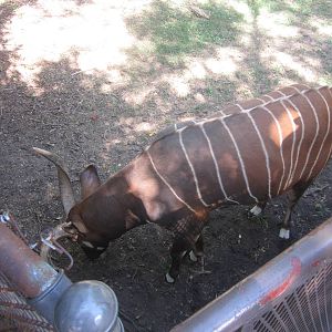 Sep. 2012-Wilson, the male Eastern Bongo