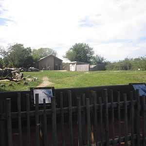 Sep. 2012-Masai Giraffe/Ruppell's Griffon Vulture exhibit-Giraffe Feeding S