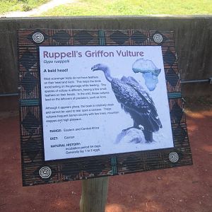 Sep. 2012-Vulture sign