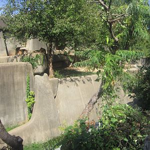Sep. 2012-African Lion exhibit