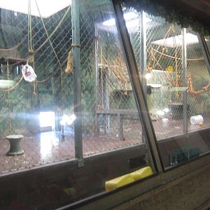 Sep. 2012-Brown Woolly Monkey bedrooms