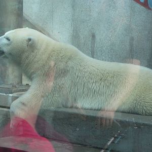 Sep. 2012-Siku, the Polar Bear