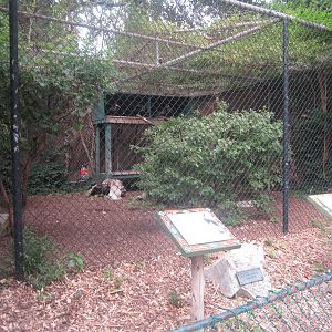 Sep. 2012-Waldrapp Ibis/European Black Stork exhibit