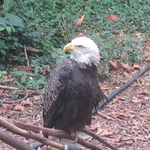 Sep. 2012-Bald Eagle