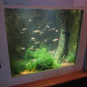 Sep. 2012-Bucktooth Tetra exhibit